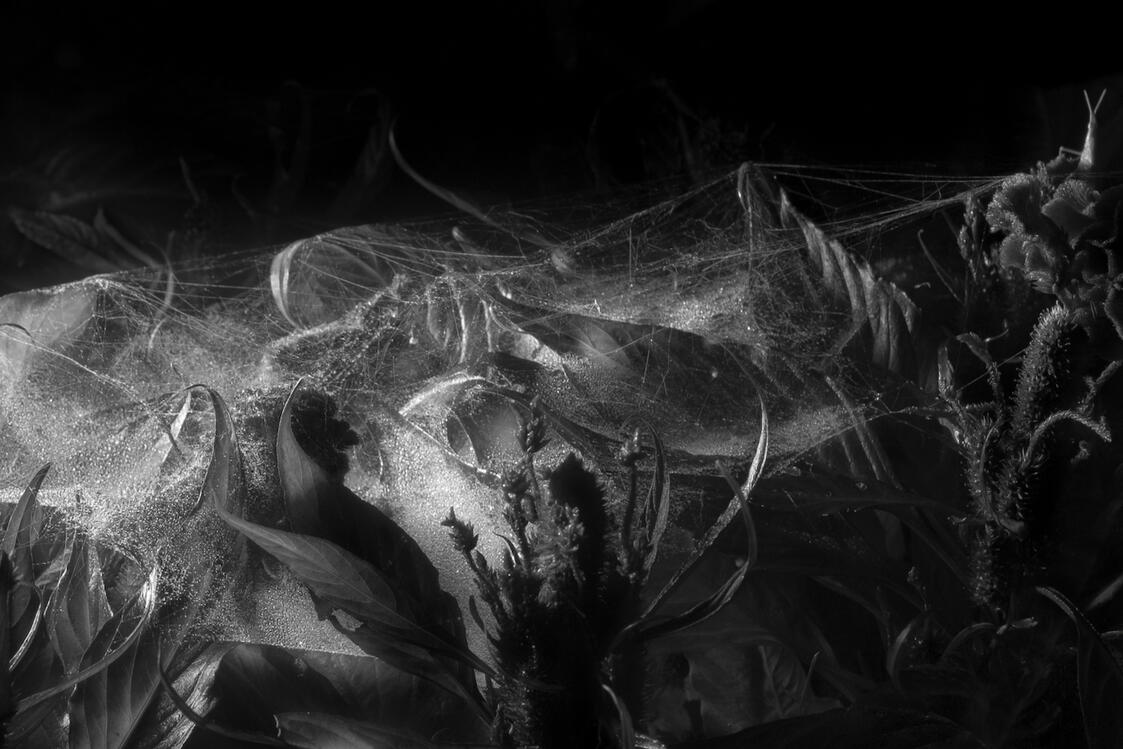 Emergent Structures No.02