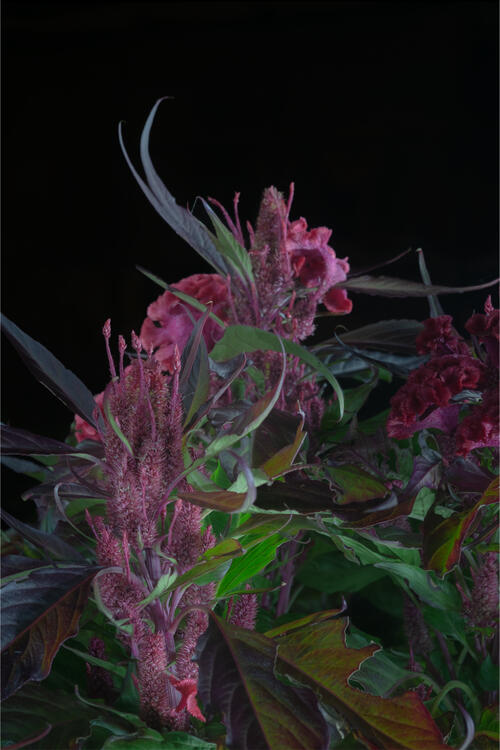 Garden Notes No.01